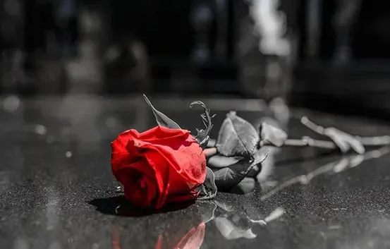 Rose rouge éclatante posée sur une pierre tombale sombre.